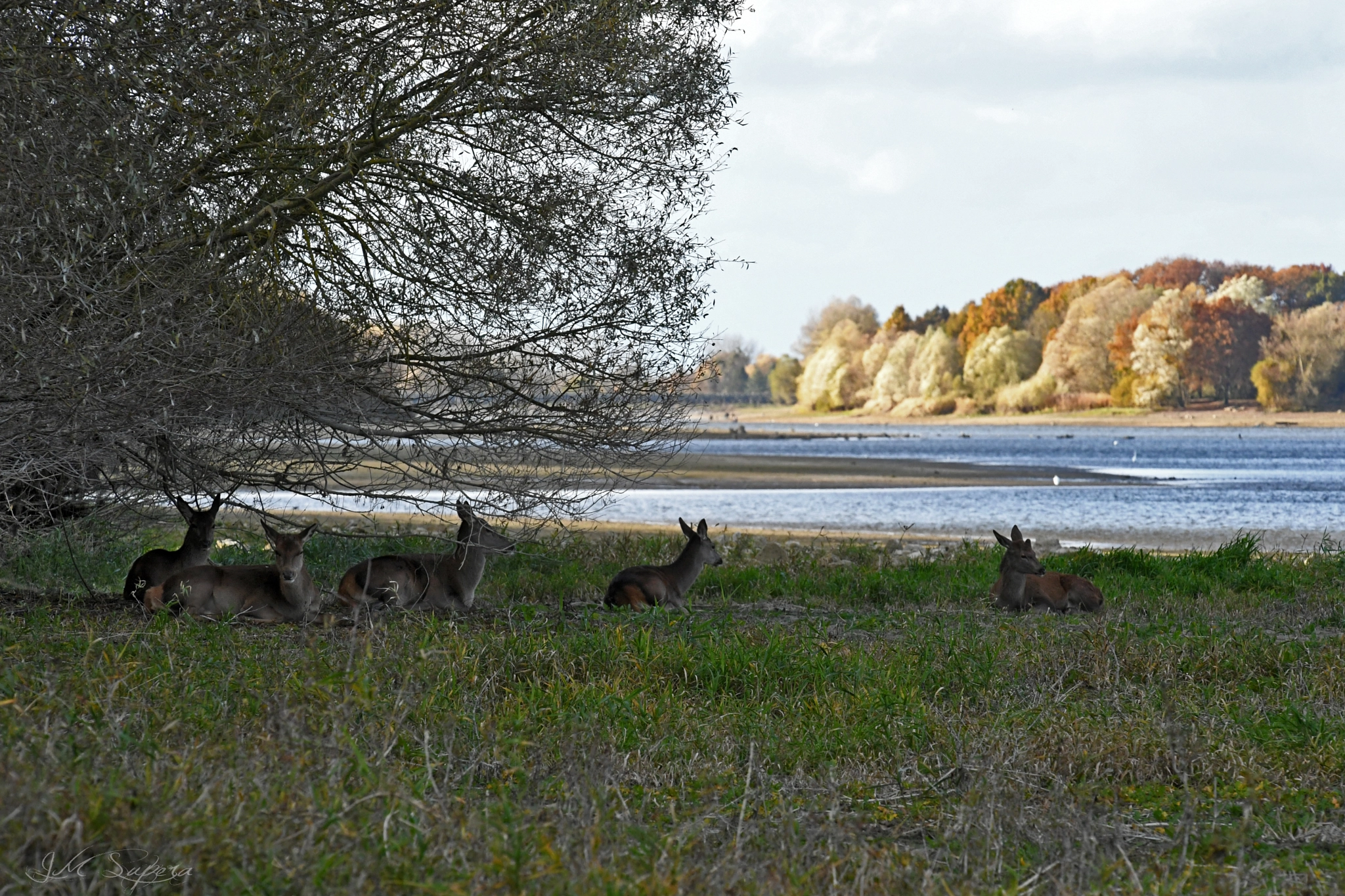 Nikon D5 sample photo. Promenade lac de rillé photography