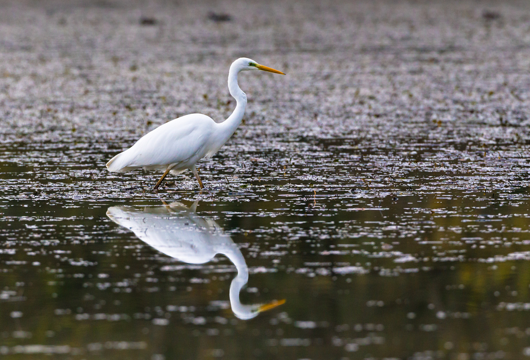 Canon EF 500mm F4L IS USM sample photo. Allo specchio photography