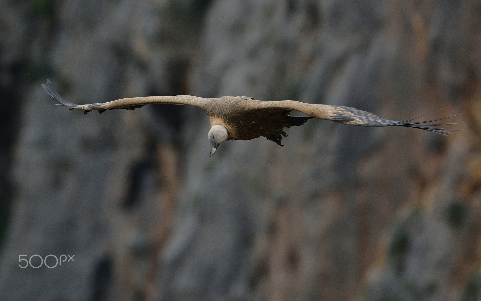 Nikon D7100 + Nikon AF-S Nikkor 500mm F4G ED VR sample photo. Griffon vulture photography