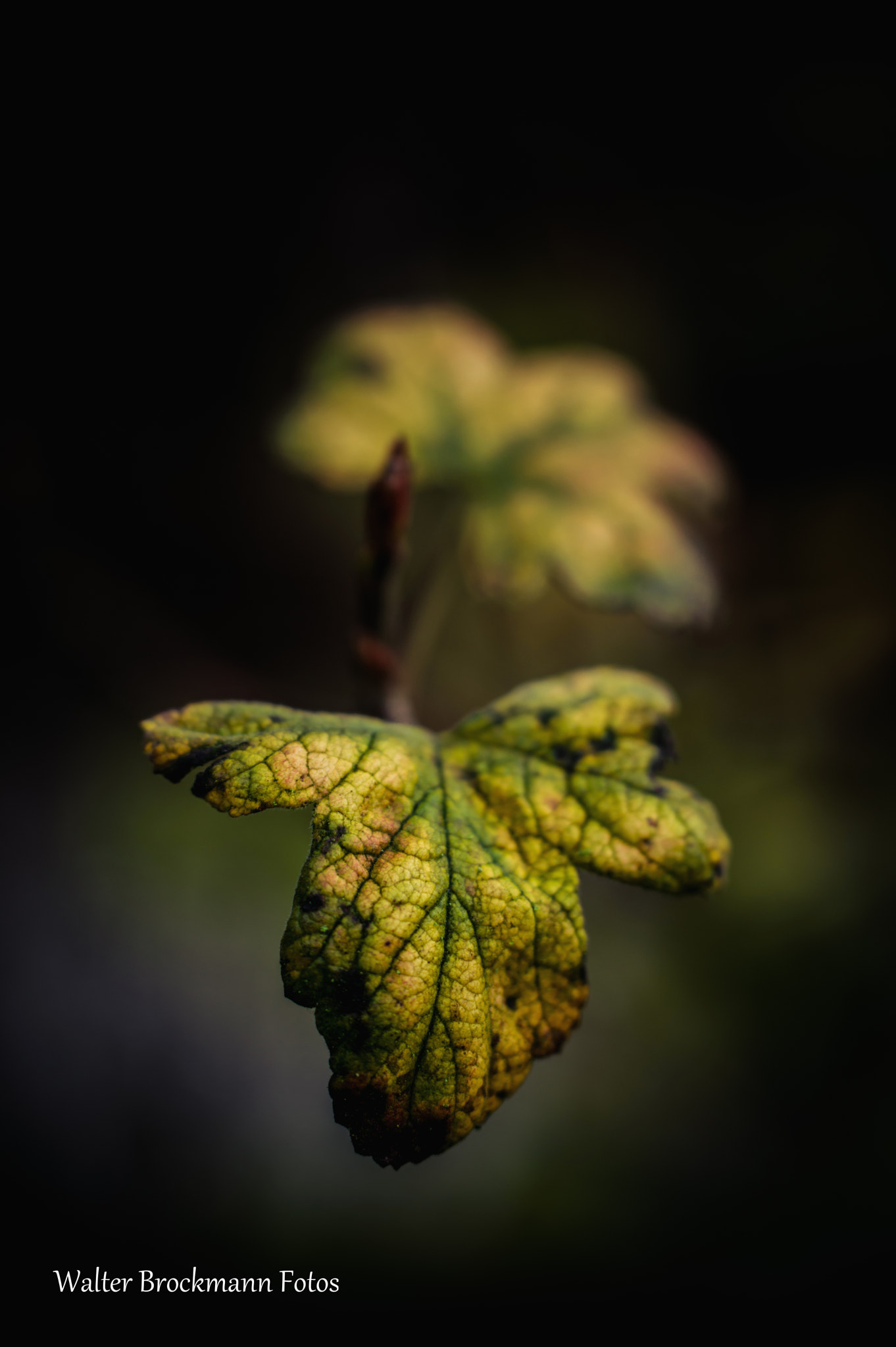 Nikon D3200 sample photo. Blumen/flower photography