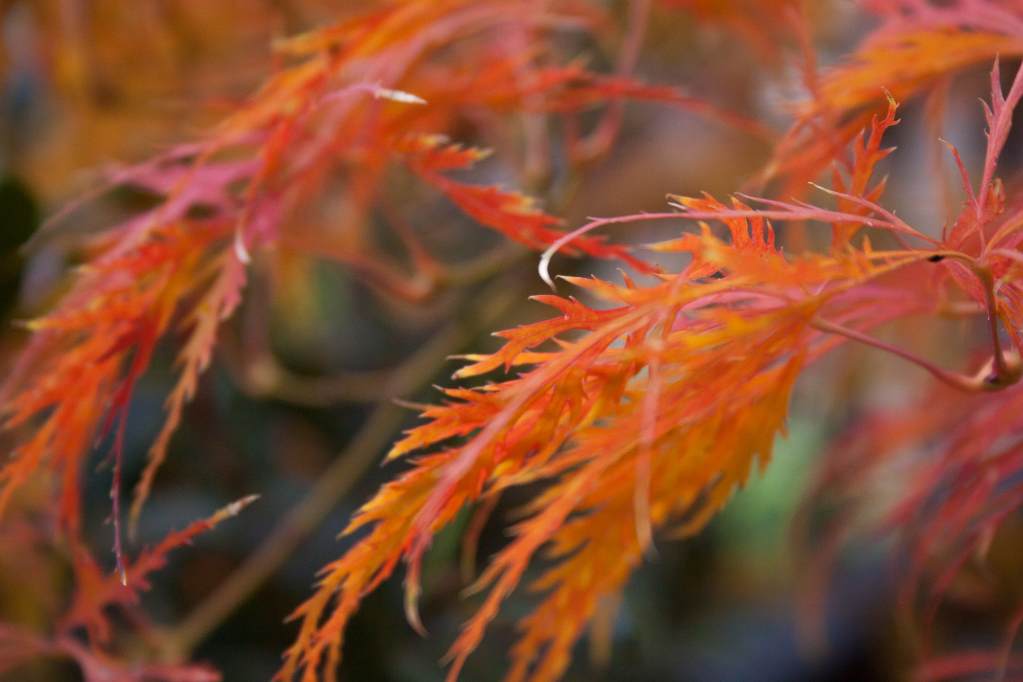 Canon EF-S 18-55mm F3.5-5.6 II sample photo. November photography