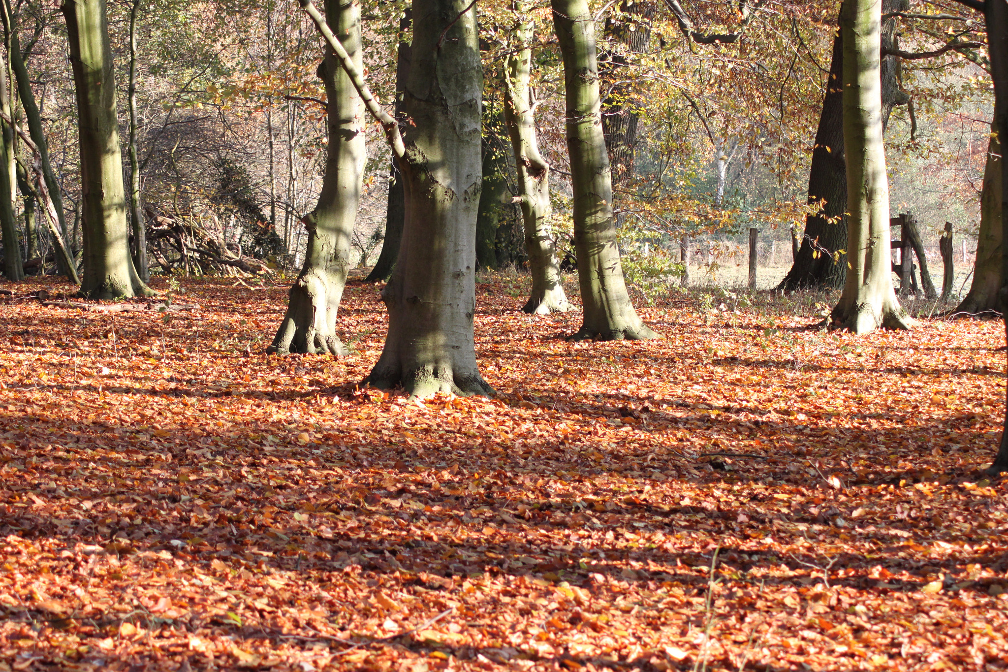 Canon EOS 500D (EOS Rebel T1i / EOS Kiss X3) sample photo. Autumn day photography