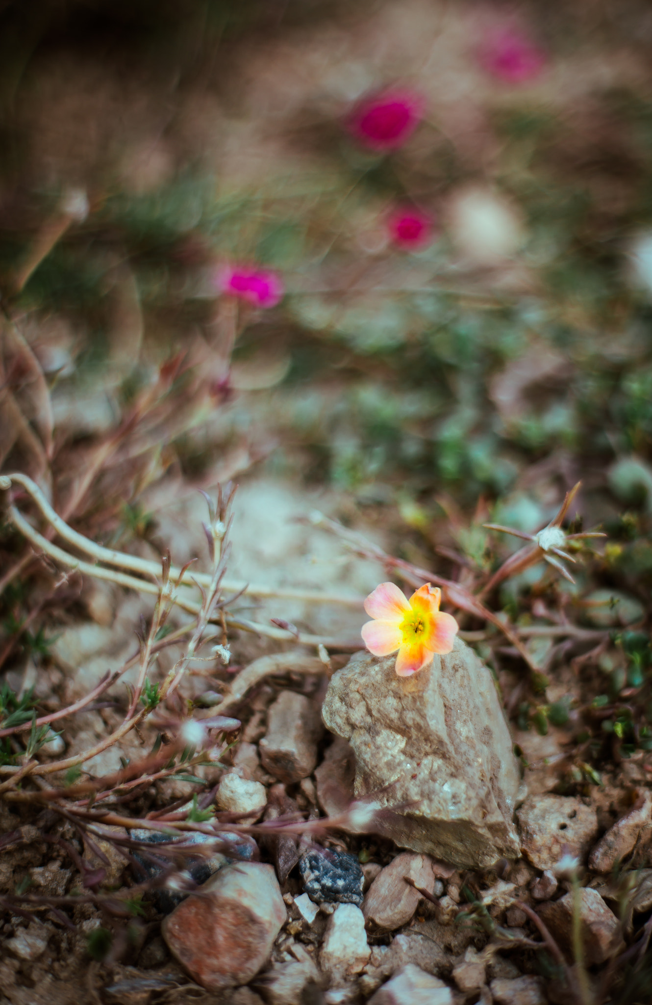 ZEISS Planar T* 50mm F1.4 sample photo. Flower photography