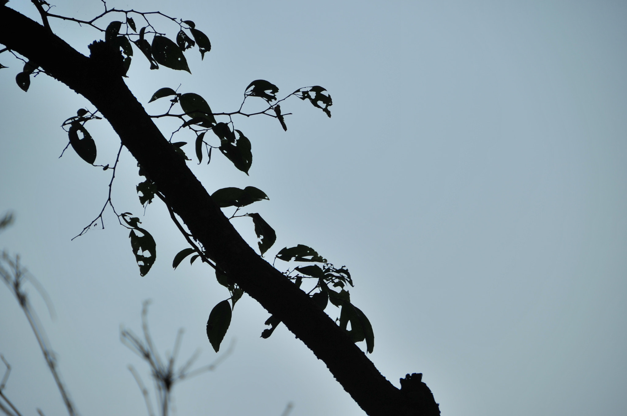 Nikon D3S sample photo. .. photography