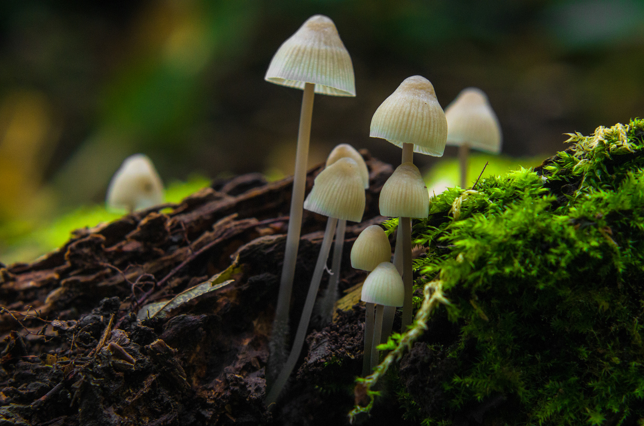 Pentax K-50 + Tamron AF 70-300mm F4-5.6 Di LD Macro sample photo. Little mushrooms  photography