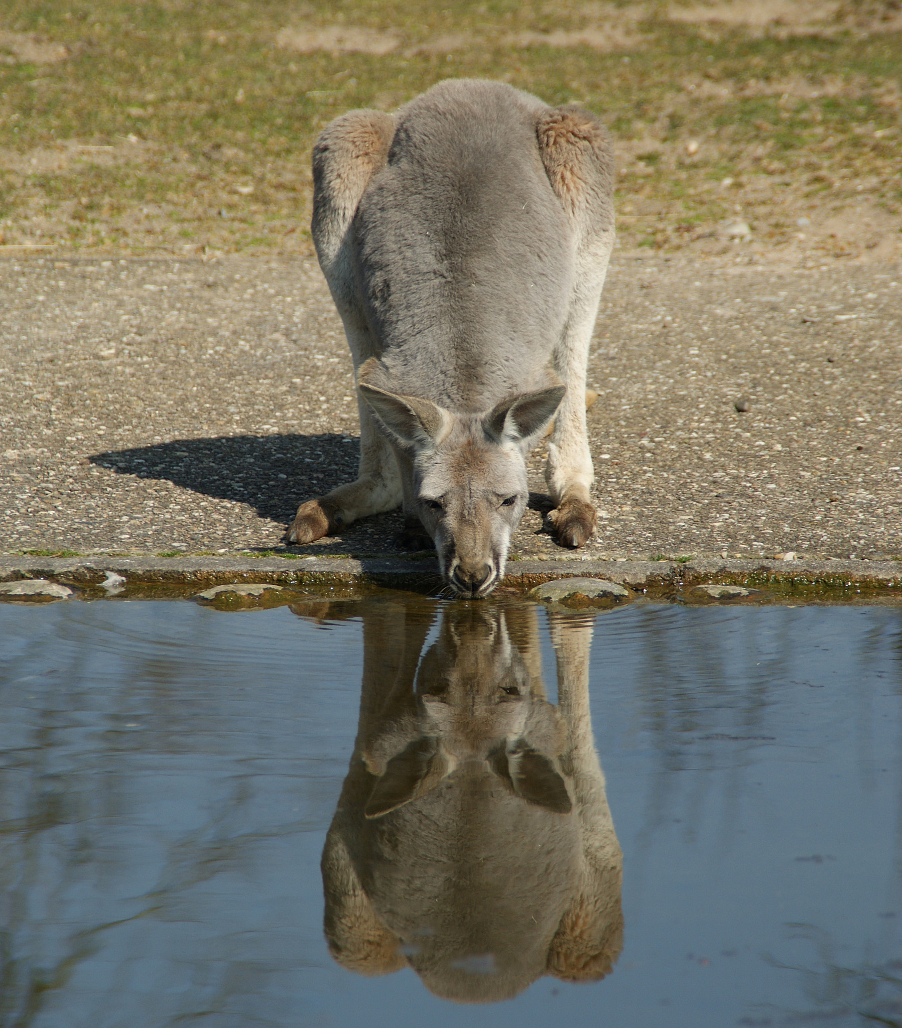 Sony Alpha DSLR-A290 sample photo. Kangaroo reflection photography