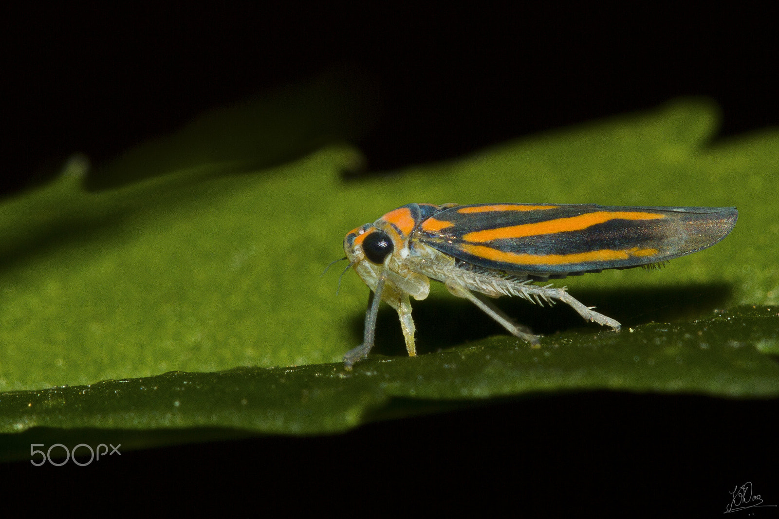 Canon EF 100mm F2.8 Macro USM sample photo. Leaf hopper photography