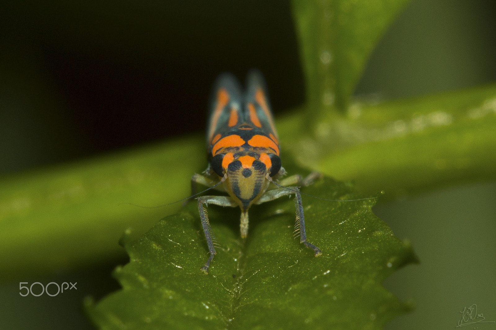 Canon EF 100mm F2.8 Macro USM sample photo. Leaf hopper photography