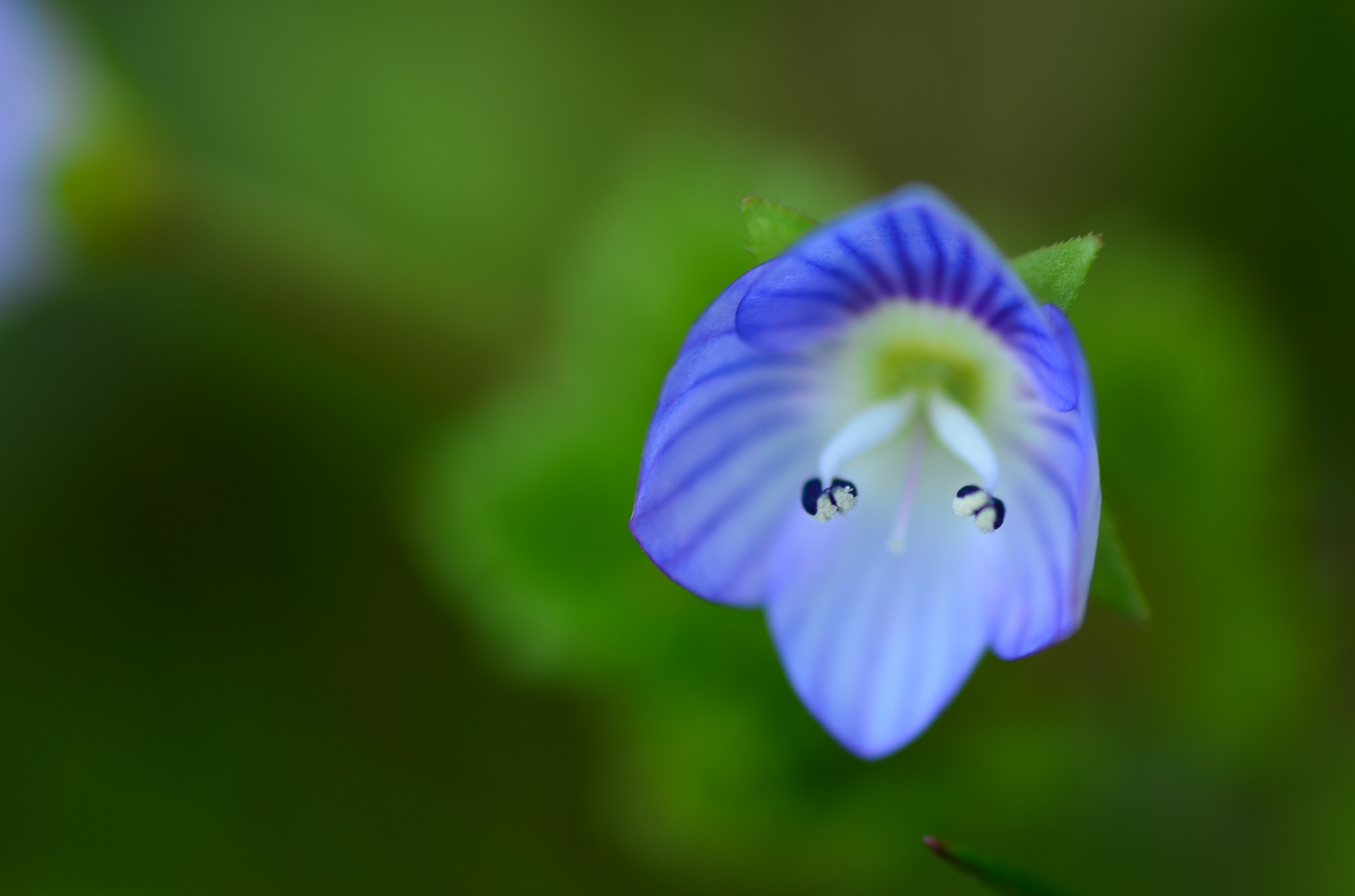 Nikon D5100 sample photo. Blue flower makro photography