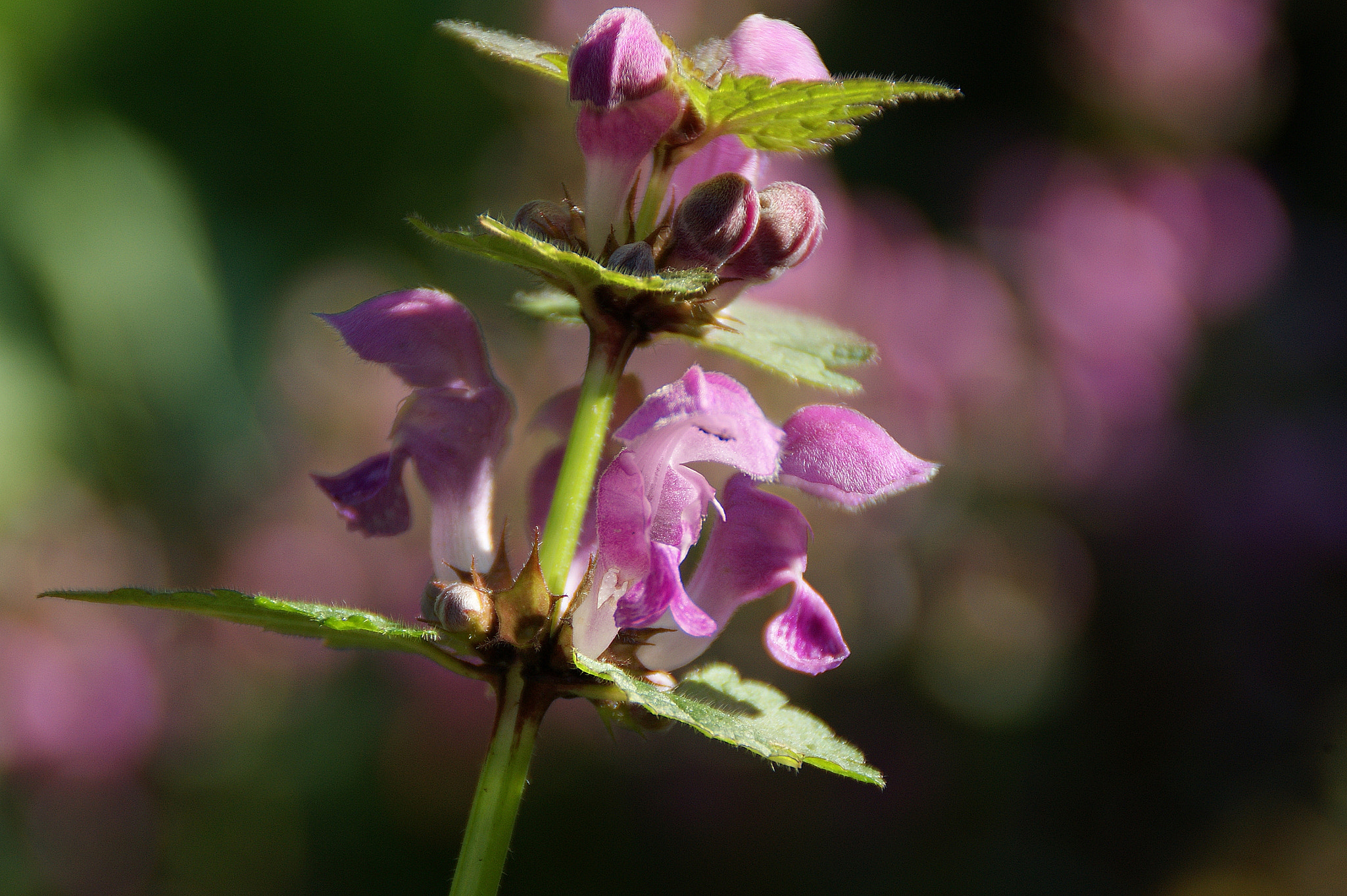 Sony Alpha DSLR-A290 sample photo