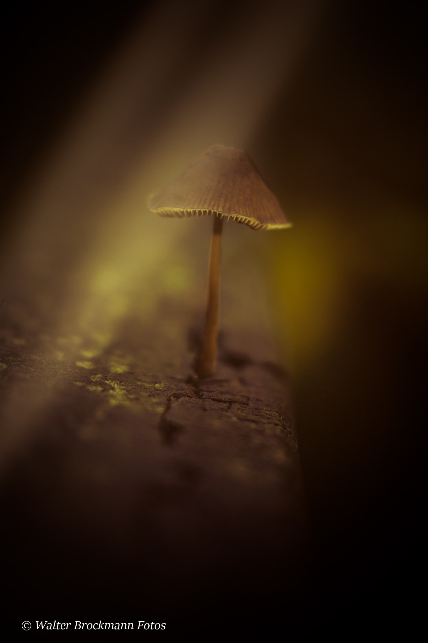 Nikon D3200 sample photo. Pilze photography