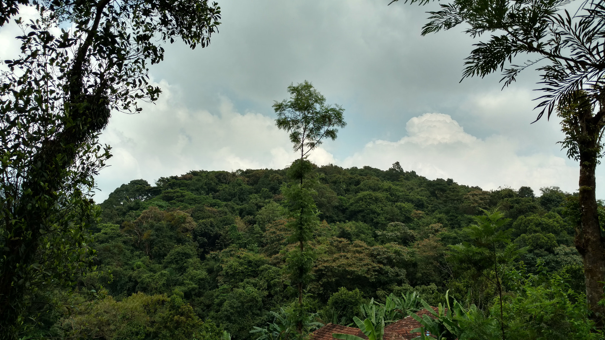 Motorola Moto X Force sample photo. Up the forested hill where the blue bird calls.... photography