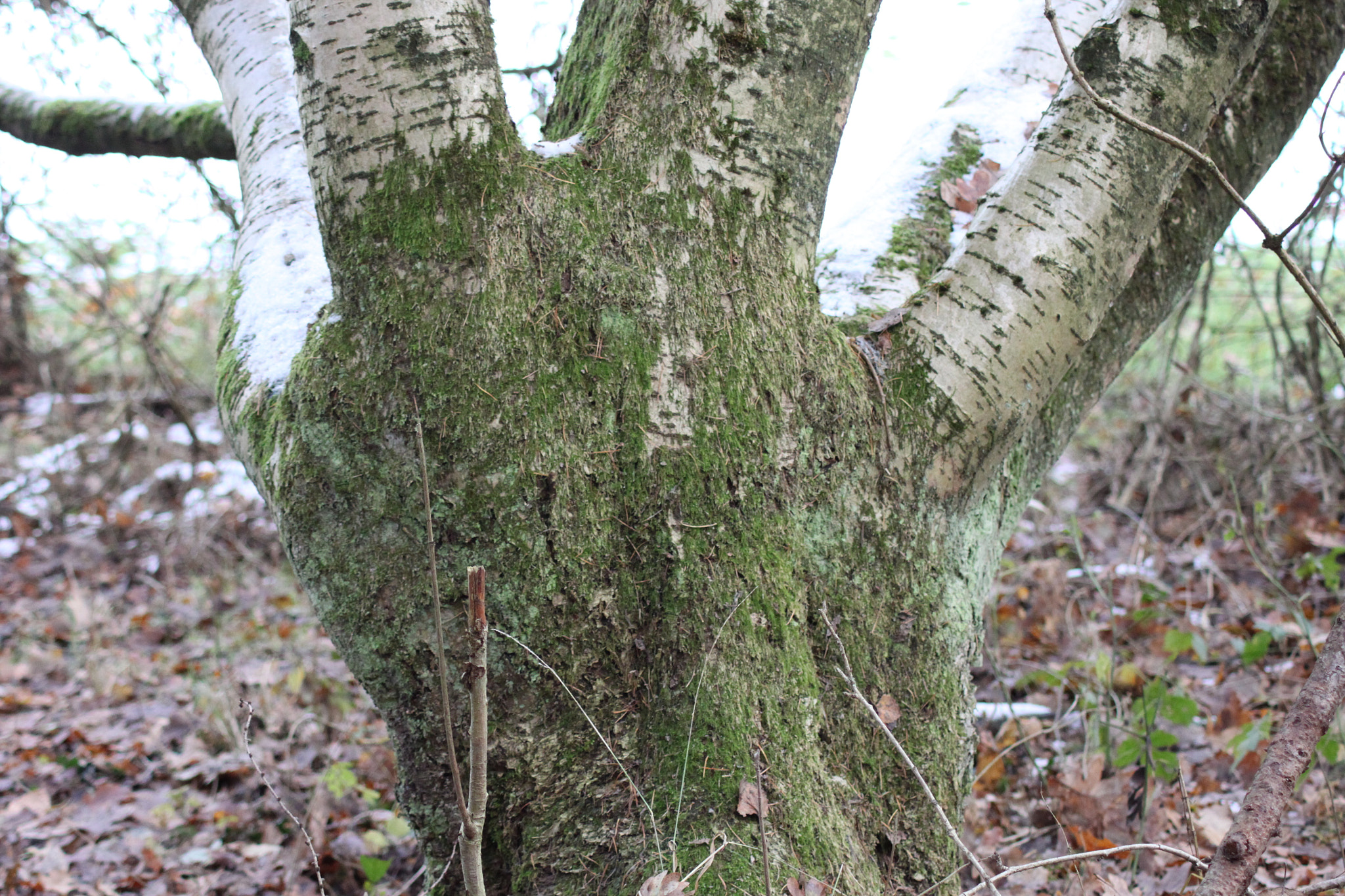 Canon EOS 500D (EOS Rebel T1i / EOS Kiss X3) sample photo. Tree like a hand photography