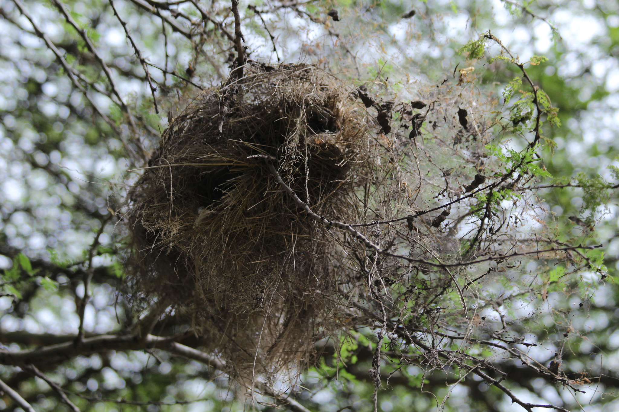 Canon EOS 1200D (EOS Rebel T5 / EOS Kiss X70 / EOS Hi) + Canon EF 70-300mm F4-5.6 IS USM sample photo. Bird's nest  photography