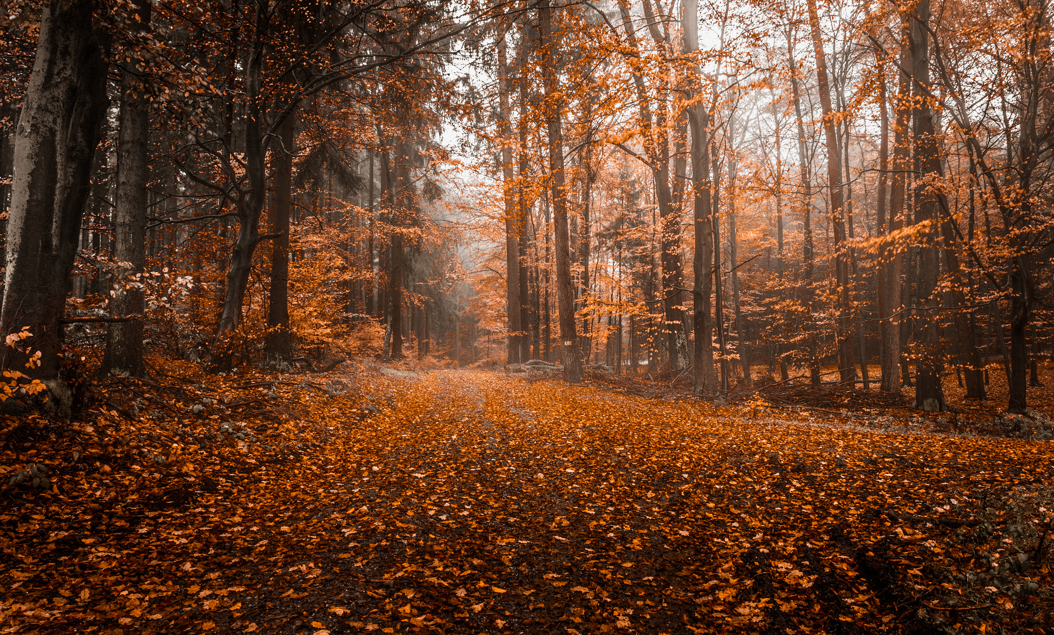 Sony SLT-A58 sample photo. Orange woods photography