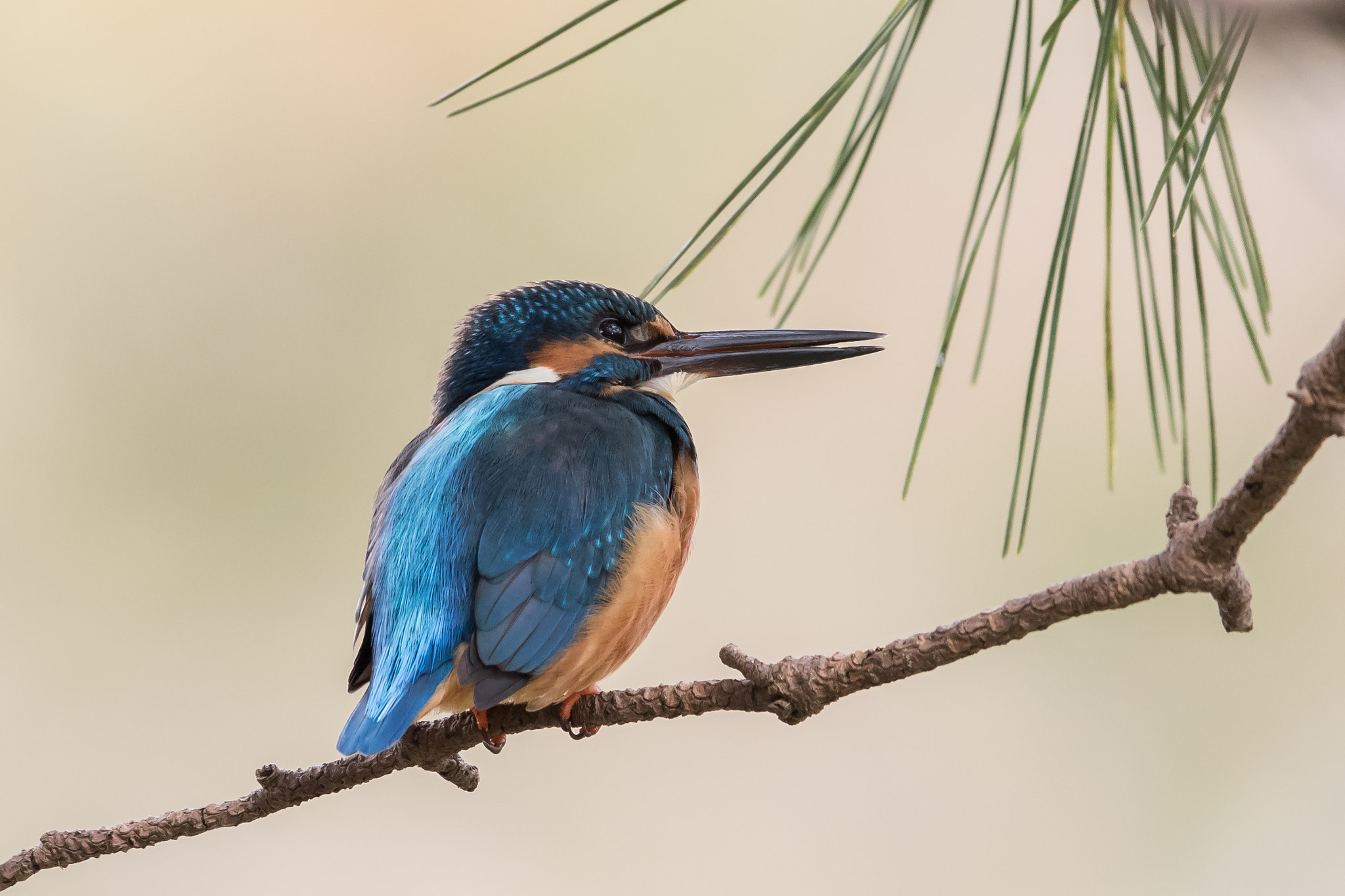 Canon EF 500mm F4L IS II USM sample photo. Kingfisher photography