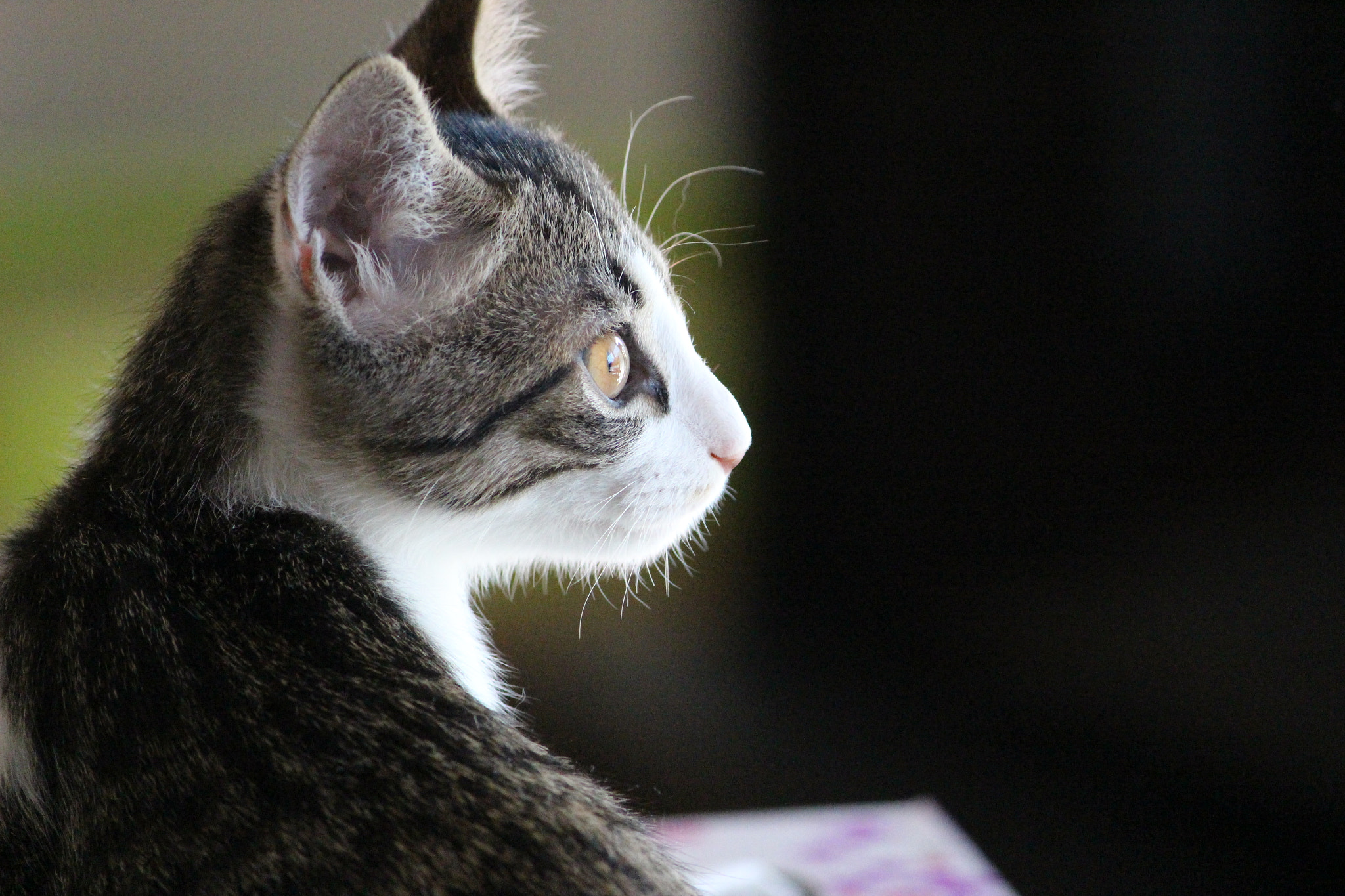 Canon EOS 100D (EOS Rebel SL1 / EOS Kiss X7) sample photo. Sora photography