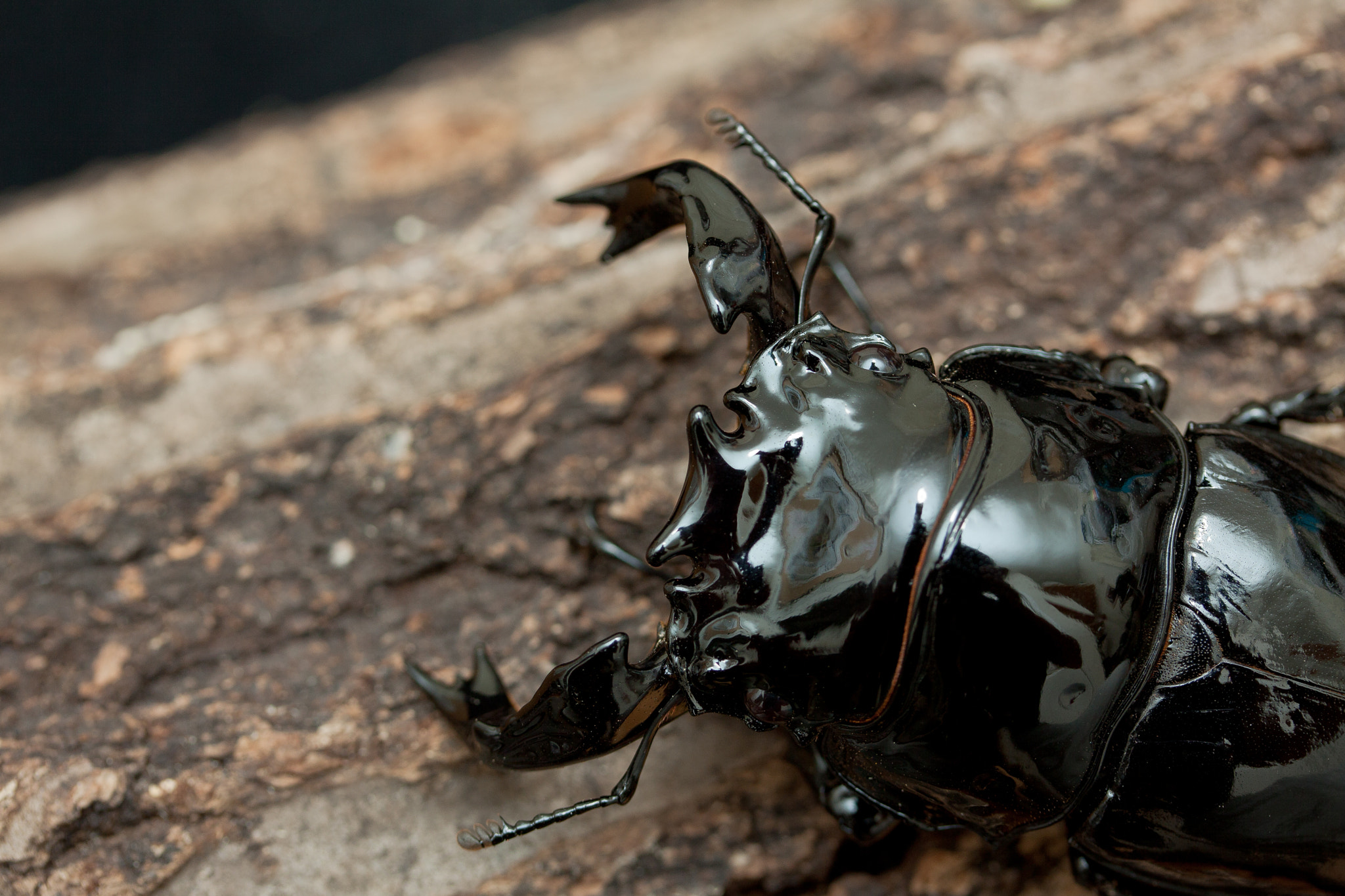 Canon EF-S 60mm F2.8 Macro USM sample photo. Tarandus photography