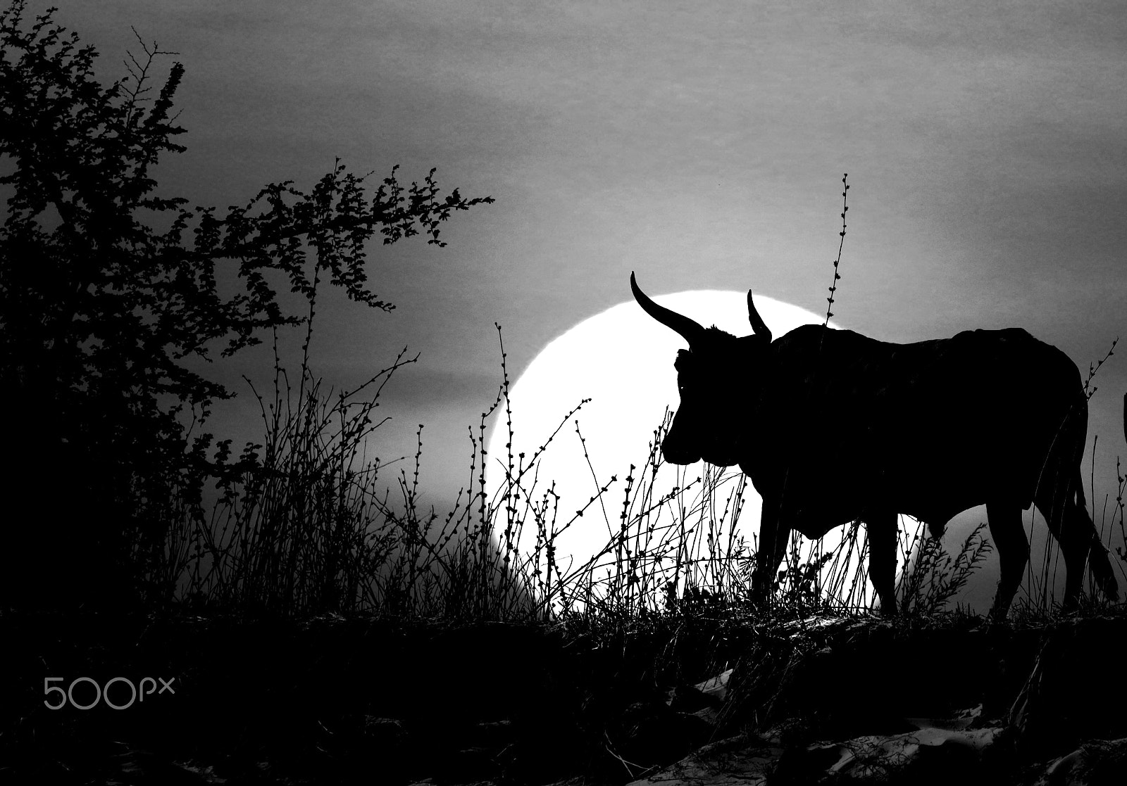 Canon EF 70-200mm F2.8L USM sample photo. Caprivi longhorn photography