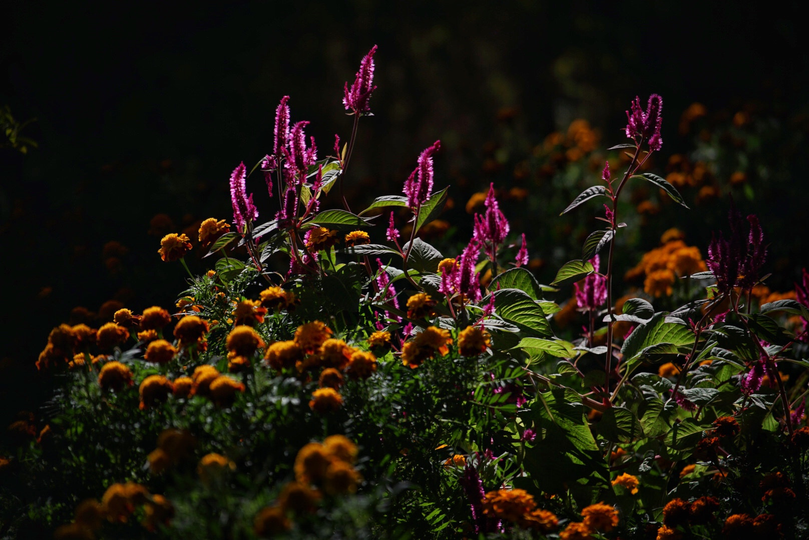 Sony FE 70-200mm F4 G OSS sample photo. Morning light photography