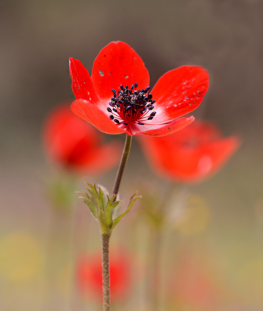 Nikon D7100 + Nikon AF Micro-Nikkor 60mm F2.8D sample photo. Anemon photography