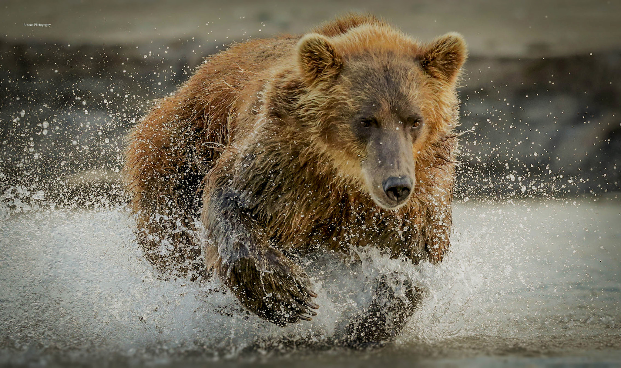 Canon EF 400mm F2.8L IS USM sample photo. Watch in best.......... real face of bear hunting for the salmon fish.... photography