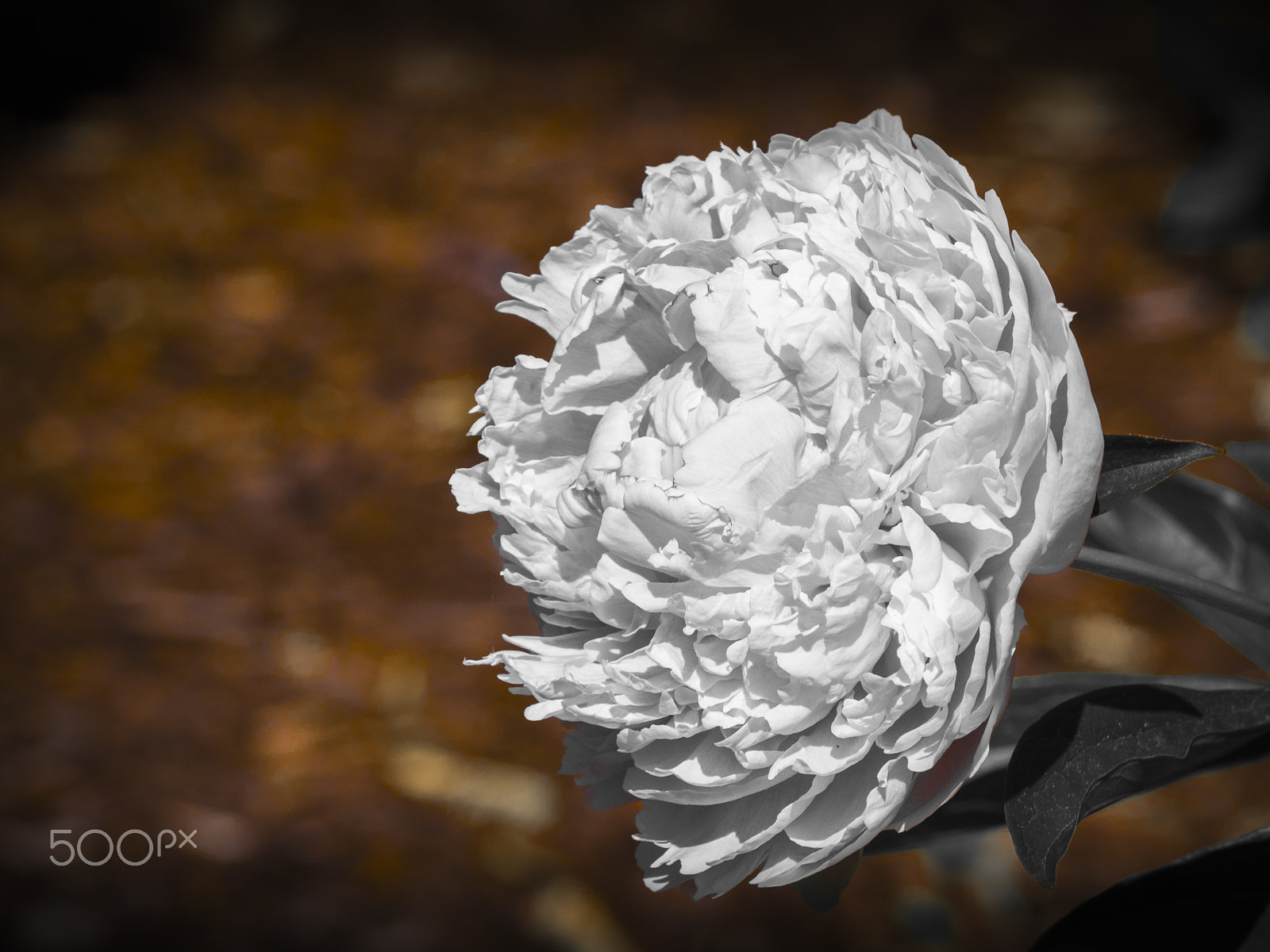 Olympus OM-D E-M1 sample photo. Big sarah berhard peony flower photography