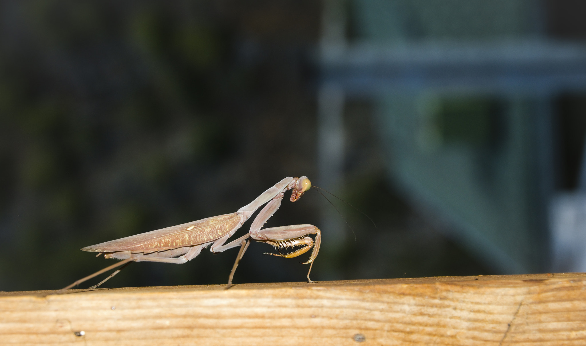 Nikon AF-S Nikkor 18-35mm F3.5-4.5G ED sample photo. Mantodea 2 photography