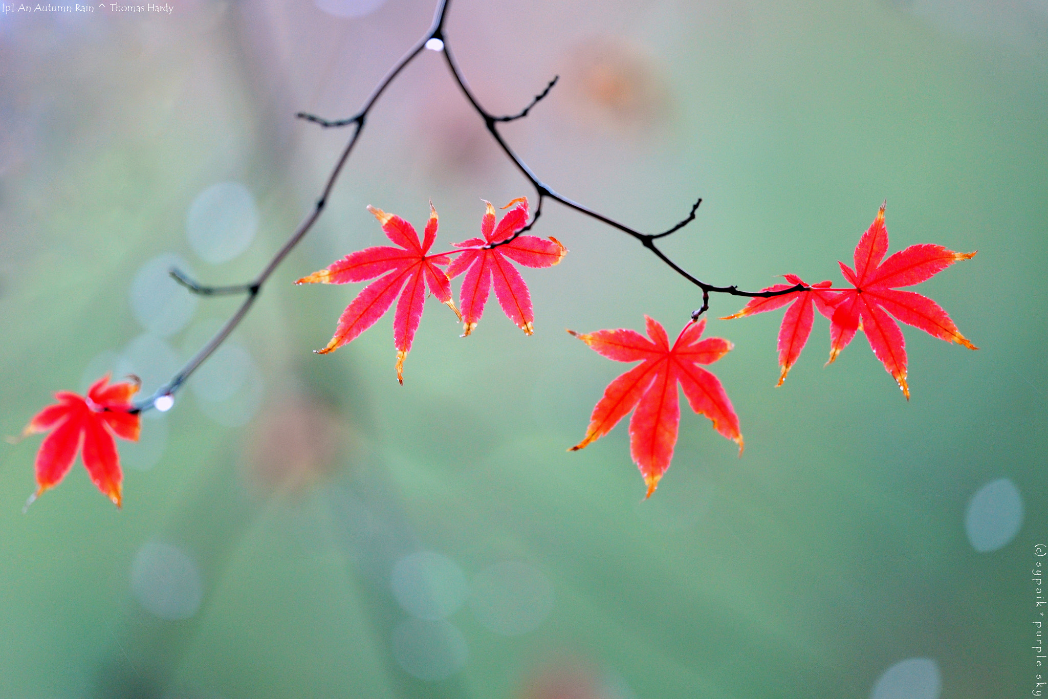 Nikon Nikkor AF-S 300mm F4E PF ED VR sample photo. An autumn rain photography