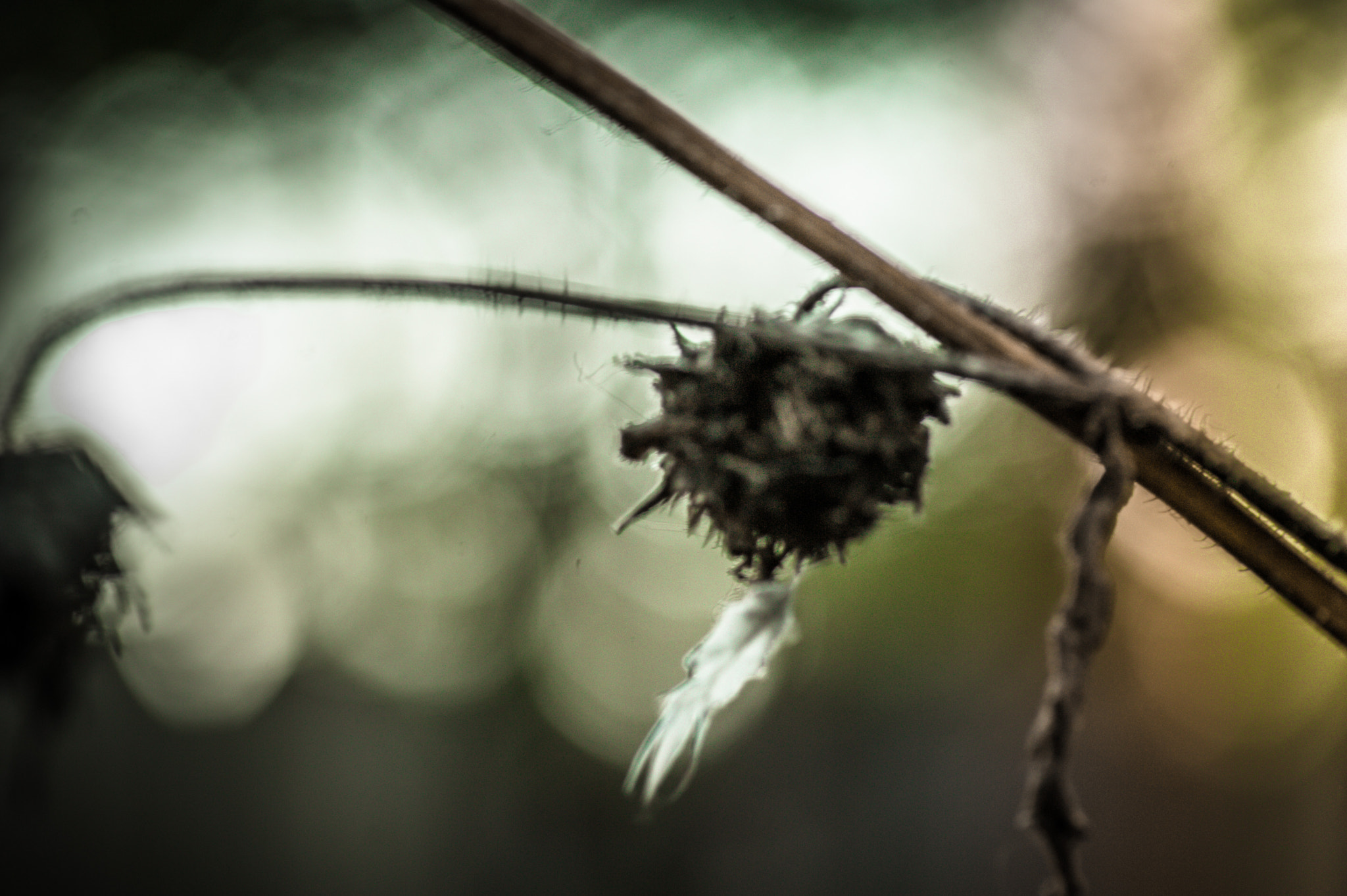 Tokina AT-X Pro 100mm F2.8 Macro sample photo. Dsc photography
