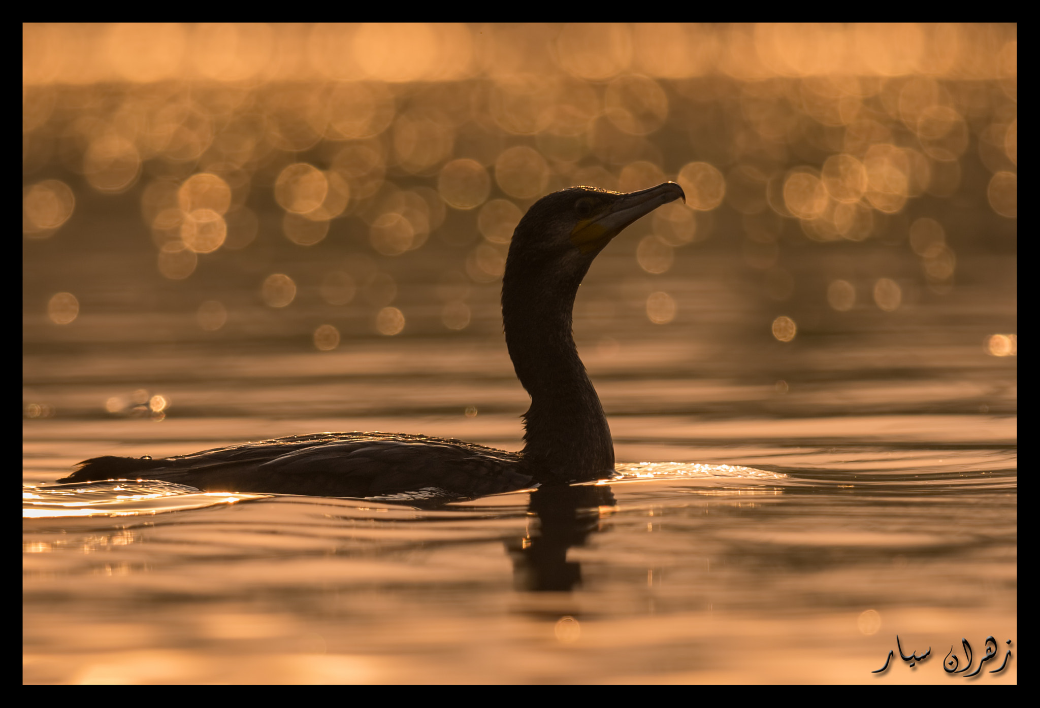 Nikon D500 + Nikon AF-S Nikkor 600mm F4G ED VR sample photo. Enjoying sunrise ! photography