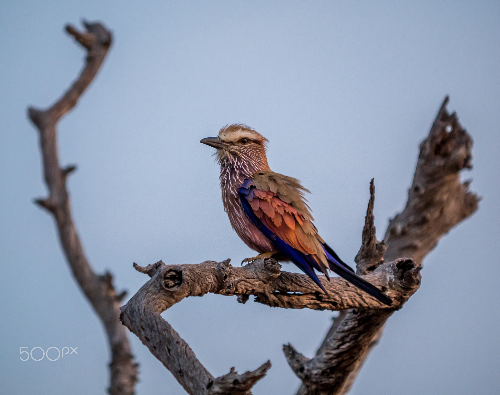 Olympus OM-D E-M1 sample photo. Purple roller on tree photography
