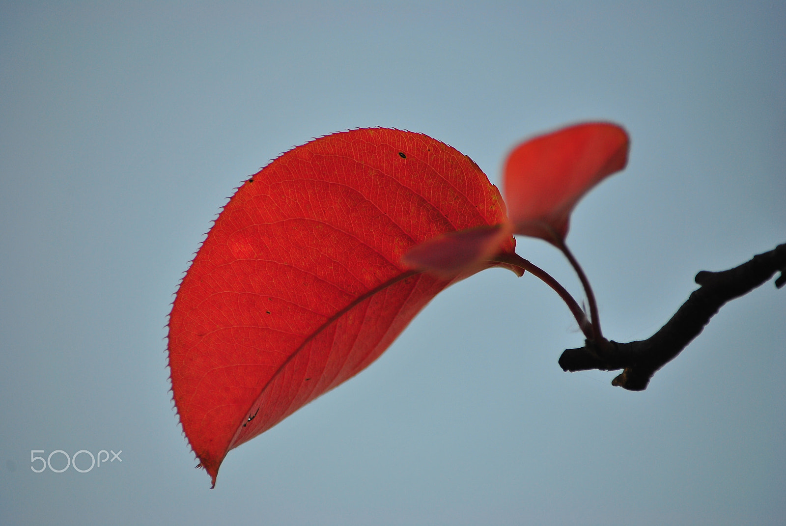 Nikon D3000 sample photo. Leaves photography