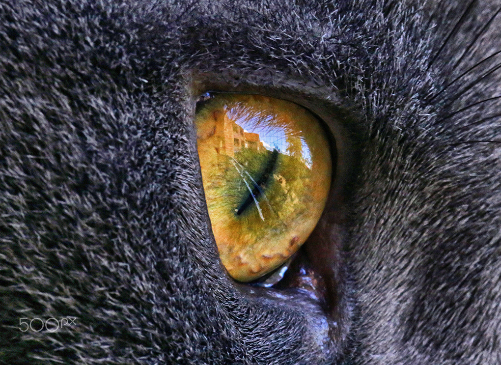 Canon EOS 6D sample photo. The world through the eyes of a cat photography