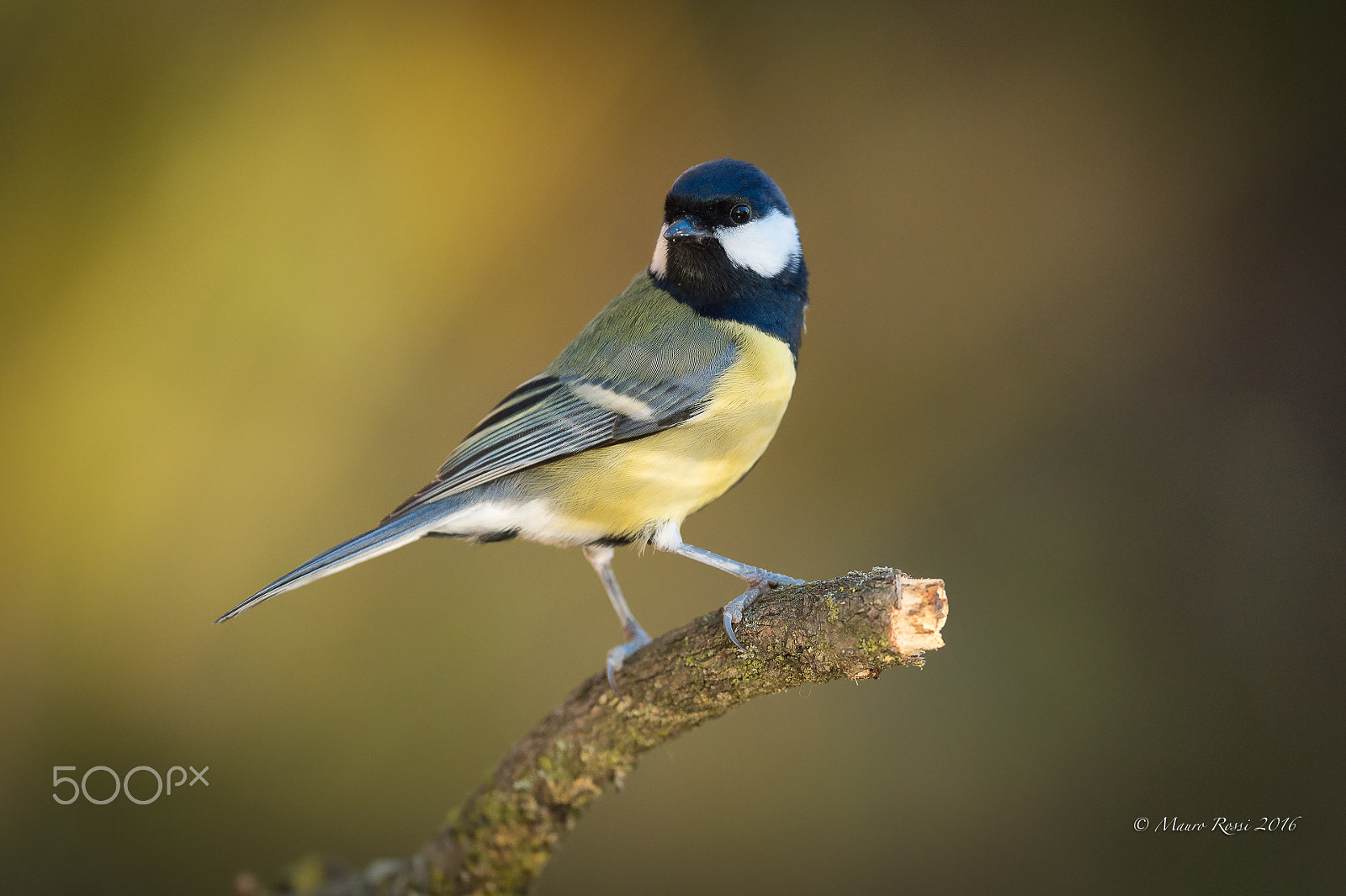 Nikon D4S sample photo. Cinciallegra - great tit - parus major. photography