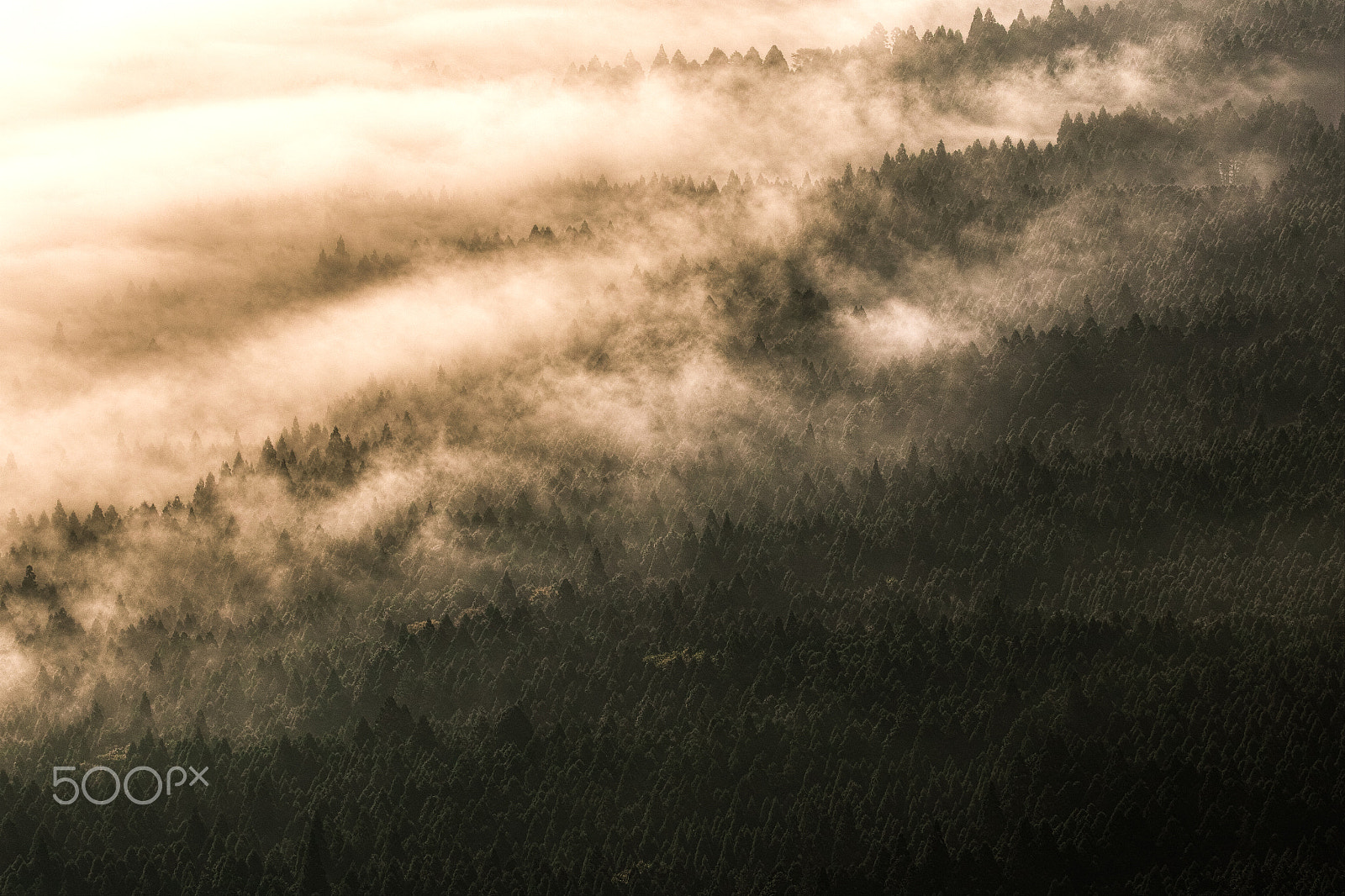 Sigma SD1 sample photo. Breathing in the forest photography