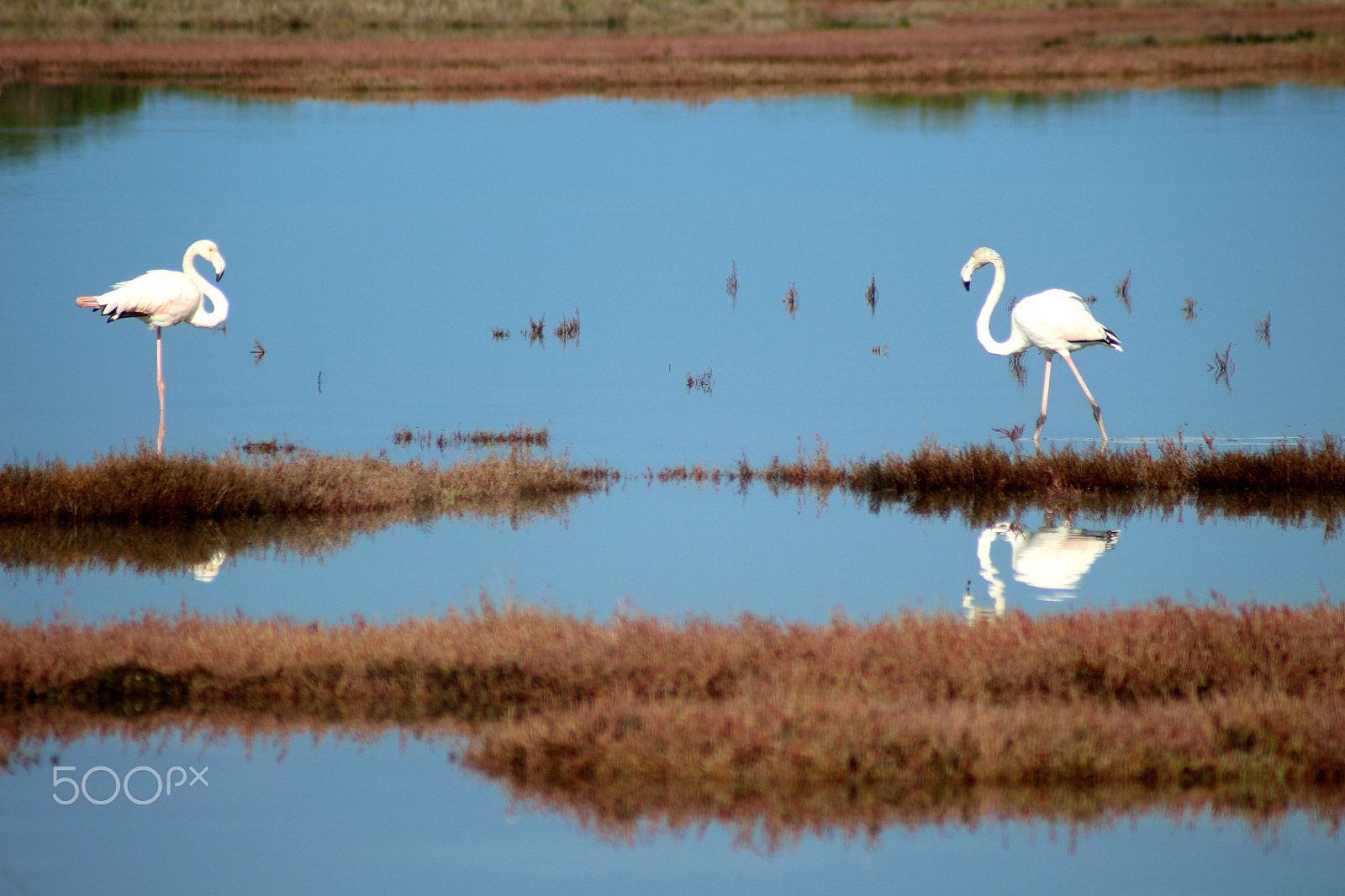 Canon EOS 700D (EOS Rebel T5i / EOS Kiss X7i) + Canon EF 100-300mm F4.5-5.6 USM sample photo. ~flamingos in love~ photography