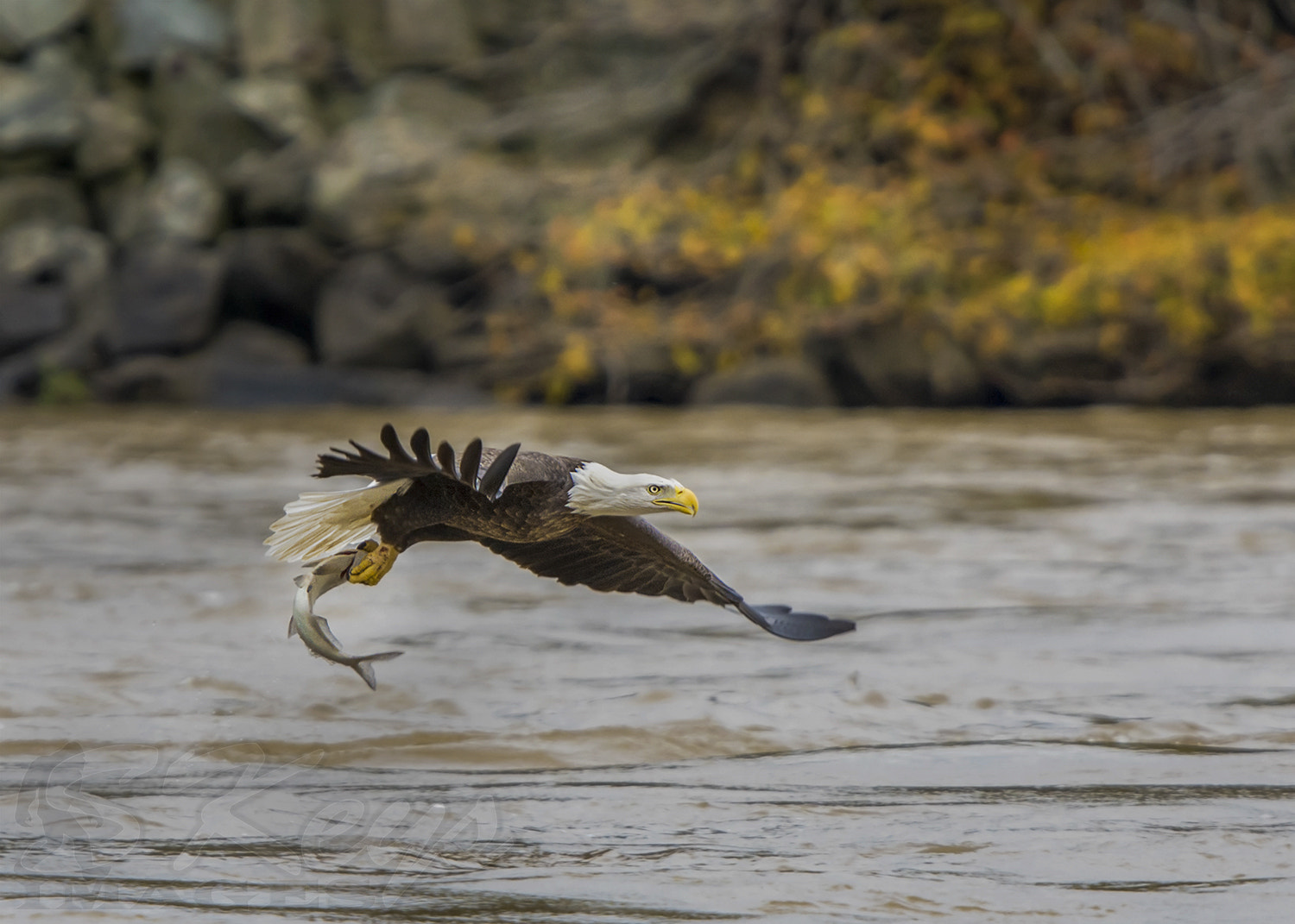 Sigma 500mm F4.5 EX DG HSM sample photo. Lunch run (bald eagle) photography