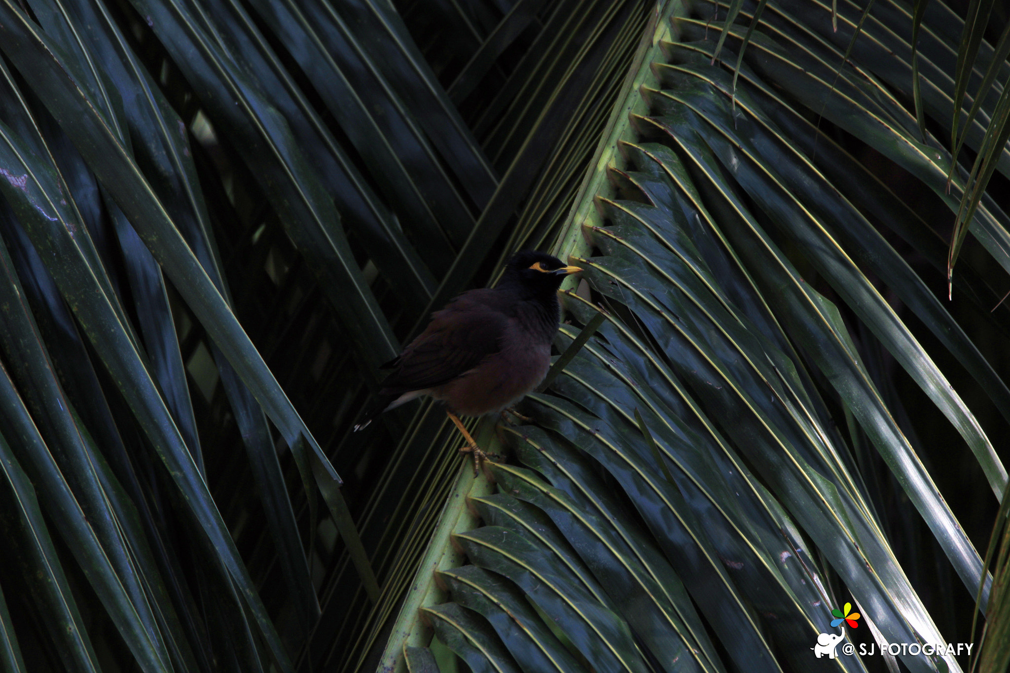 Tamron SP 150-600mm F5-6.3 Di VC USD sample photo. Common mayna photography