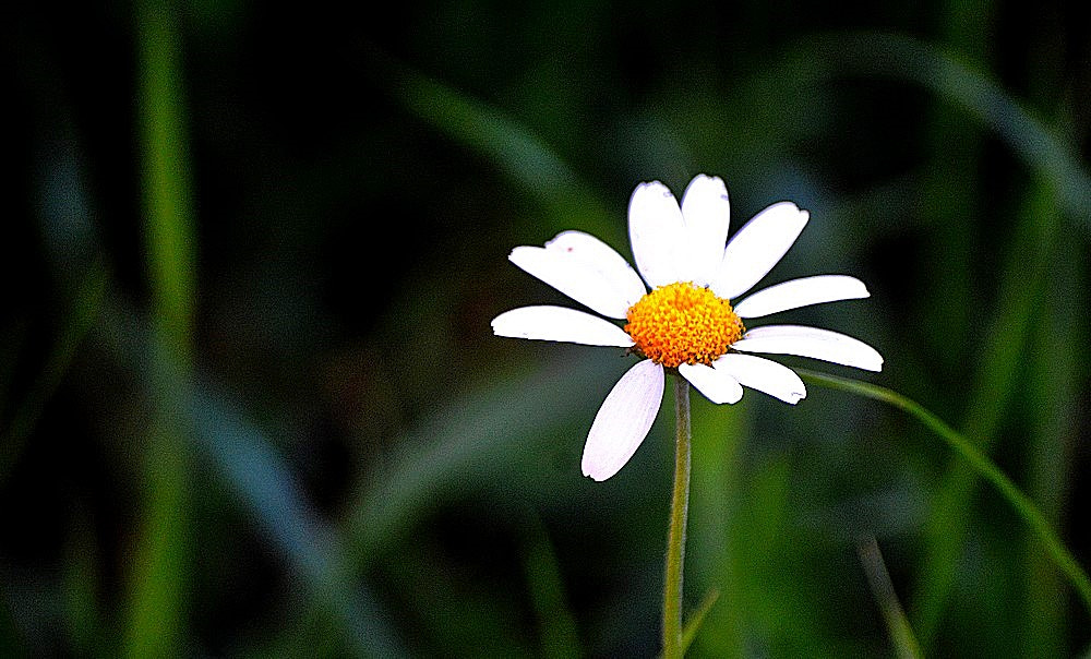 Sigma 70-300mm F4-5.6 APO Macro Super II sample photo. Les fleurs de jardin 04 photography