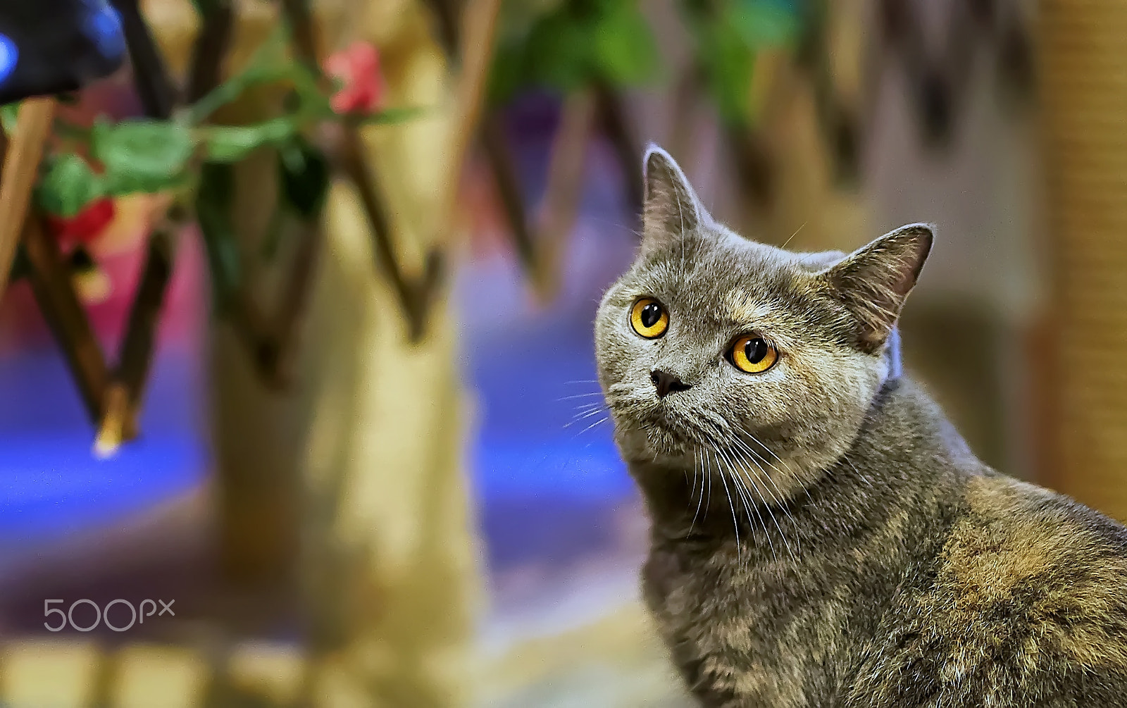 Sony Planar T* 85mm F1.4 ZA sample photo. Cat pet photography