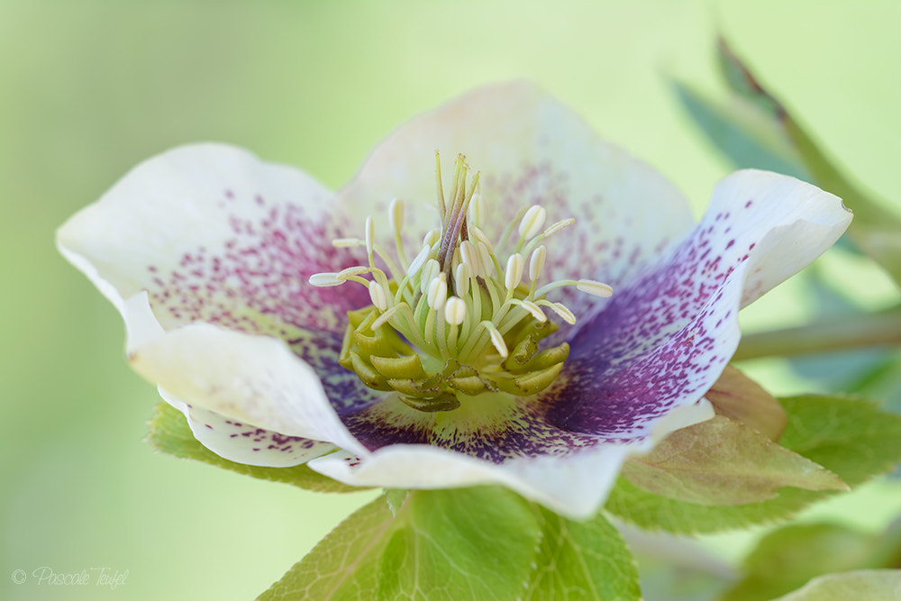 Nikon D5200 + Sigma 150mm F2.8 EX DG Macro HSM sample photo. Let winter come photography