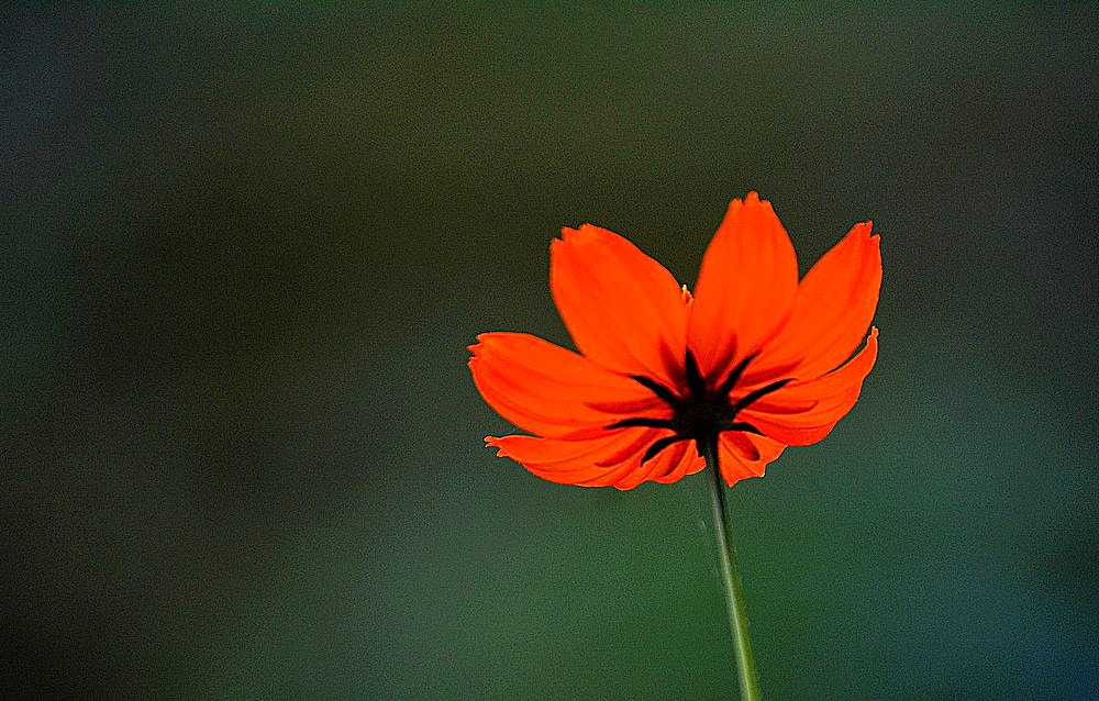 Sigma 70-300mm F4-5.6 APO Macro Super II sample photo. Les fleurs de jardin 05 photography