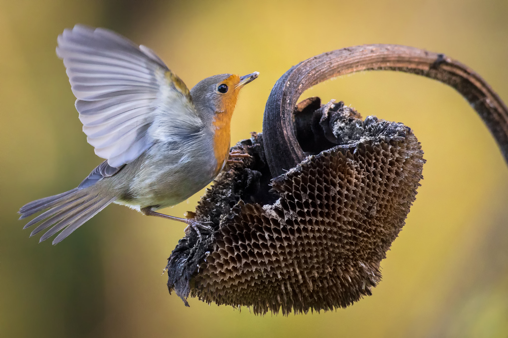 Canon EOS 5DS R + Canon EF 500mm F4L IS USM sample photo. Robin on sunflower photography