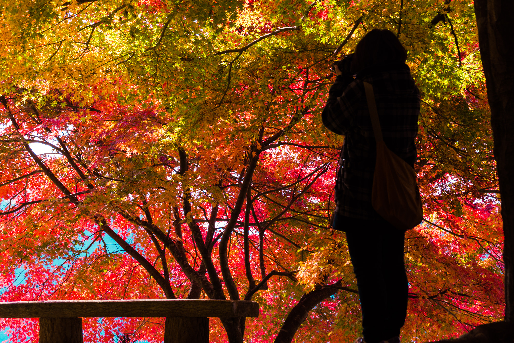 Nikon D7200 sample photo. Japanese maple (autumn foliage) photography