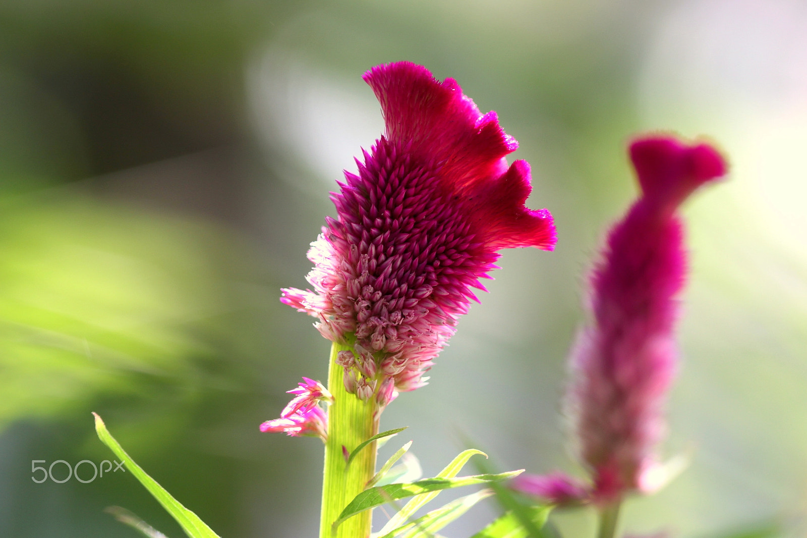 Canon EF 100mm F2.8 Macro USM sample photo. Flower w01 photography