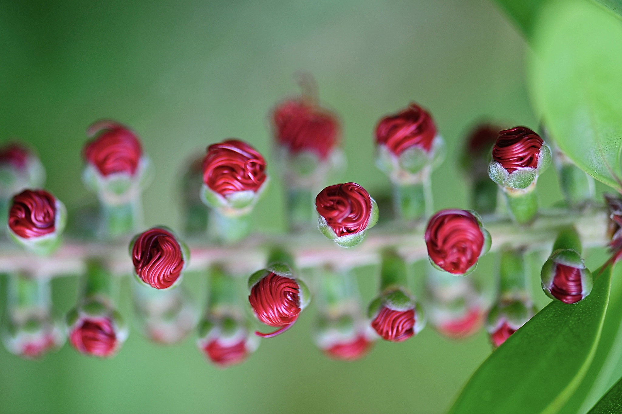 Nikon D3 sample photo. Callistemon photography