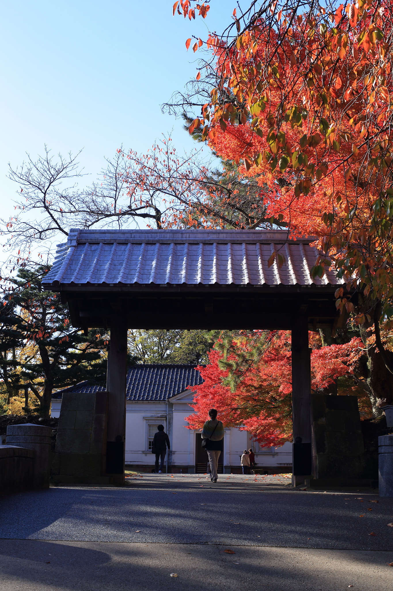 ZEISS Planar T* 50mm F1.4 sample photo. 秋 photography