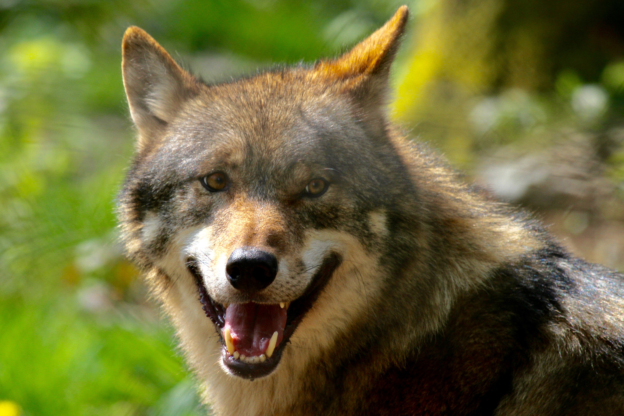 Canon EF 100-400mm F4.5-5.6L IS USM sample photo. Wolf photography