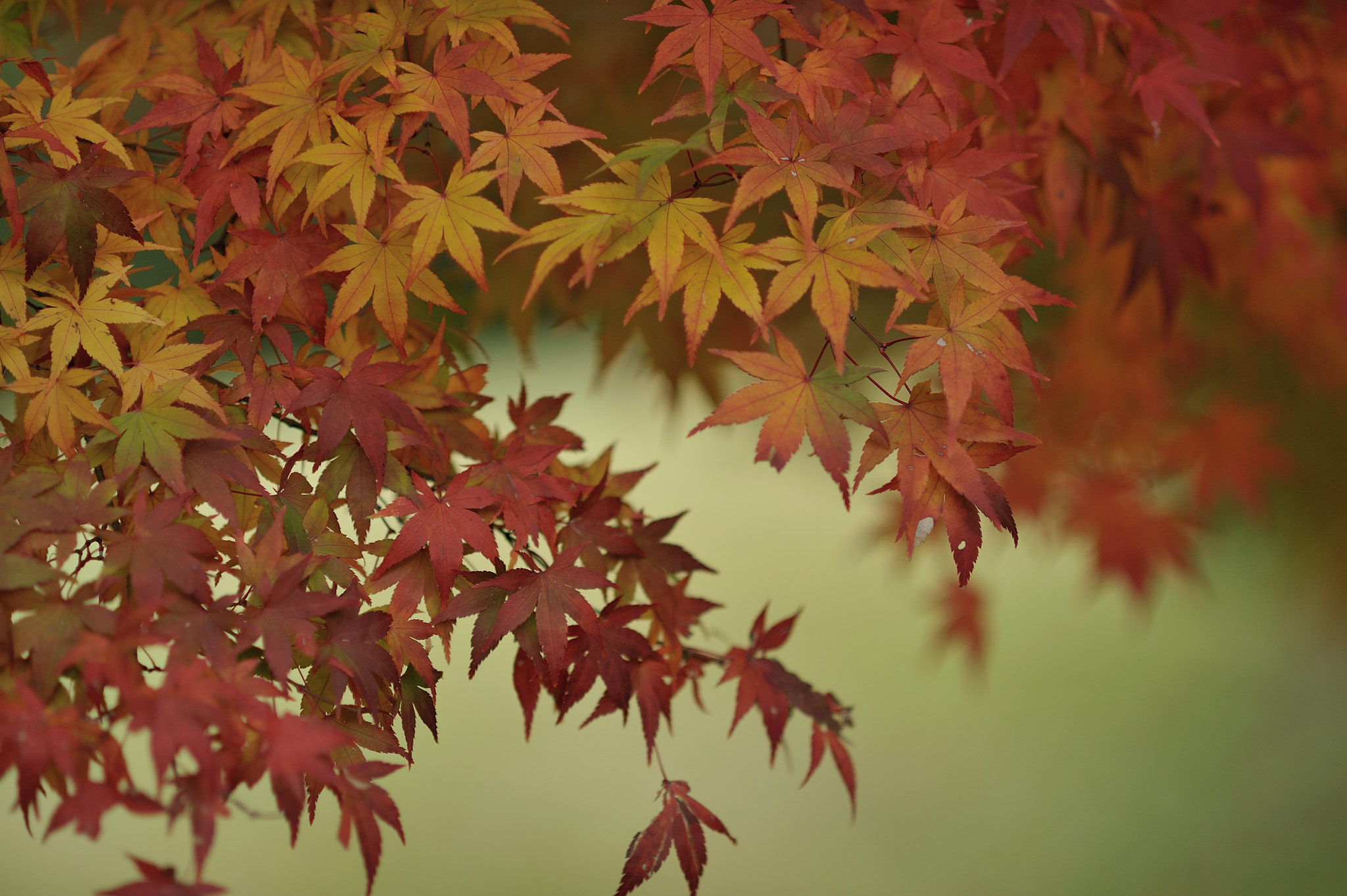 Nikon D700 + AF DC-Nikkor 135mm f/2D sample photo. Autumn for tokyoites photography